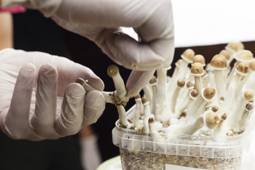 How Psilocybin Helps Depression