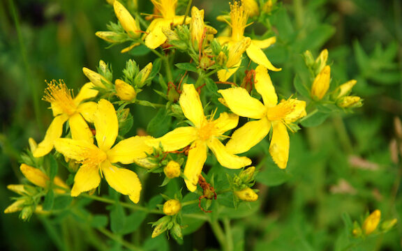 St John’s Wort for Major Depression: Concerns About St. John’s Wort Interactions with Antidepressants